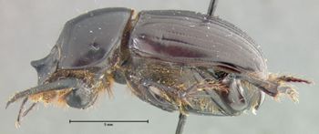 Media type: image;   Entomology 34823 Aspect: habitus lateral view